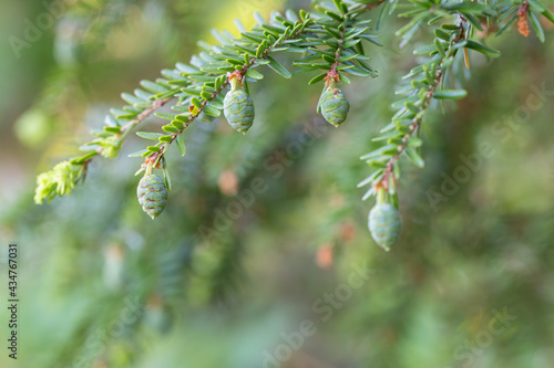 Balsam tree with new growth and pinecones