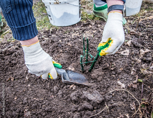 Fototapeta Naklejka Na Ścianę i Meble -  Planting a rose seedling in the open ground. Gardening works.