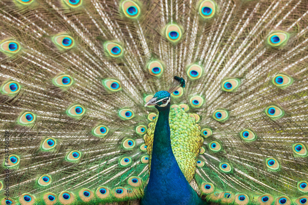 Fototapeta premium Male Peacock displaying feathers