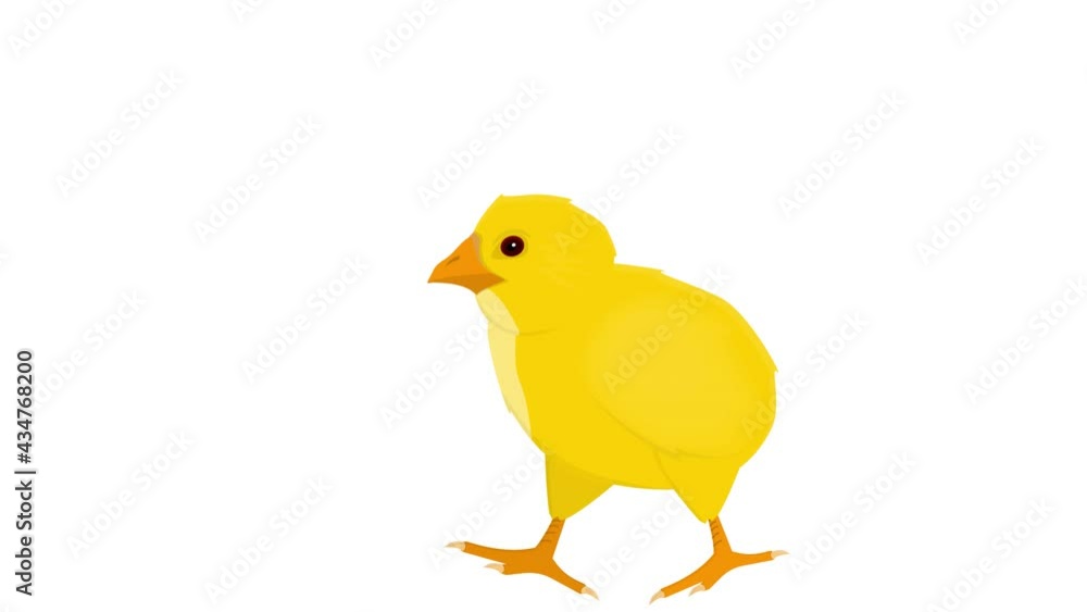 Chicken. Chicken chick animation, alpha channel enabled. Cartoon Chicken. Chicken chick animation, alpha channel enabled. Cartoon