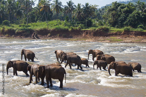 Wallpaper Mural Elephants Torontodigital.ca