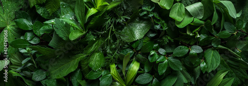 Green leaves as background © mizina