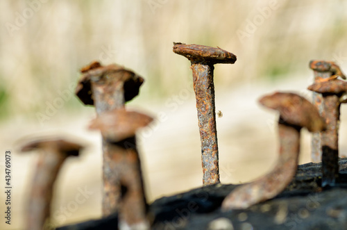 Obraz na płótnie Rusty nails in a log. w salonie