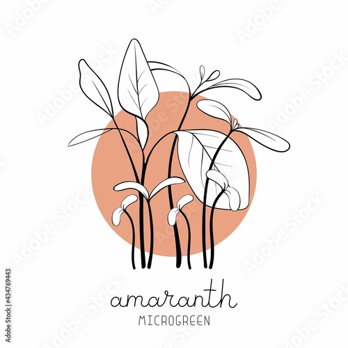Microgreen sketch vector illustration. Green for home gardening. Amaranth plant on circle background