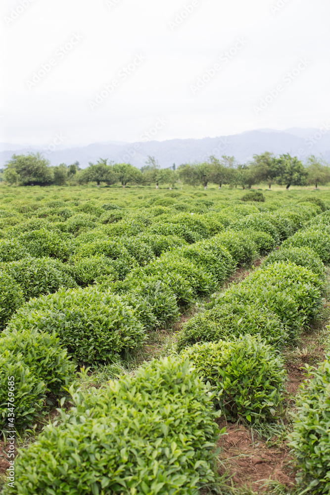 Tea plantation in Azerbaijan in Spring time