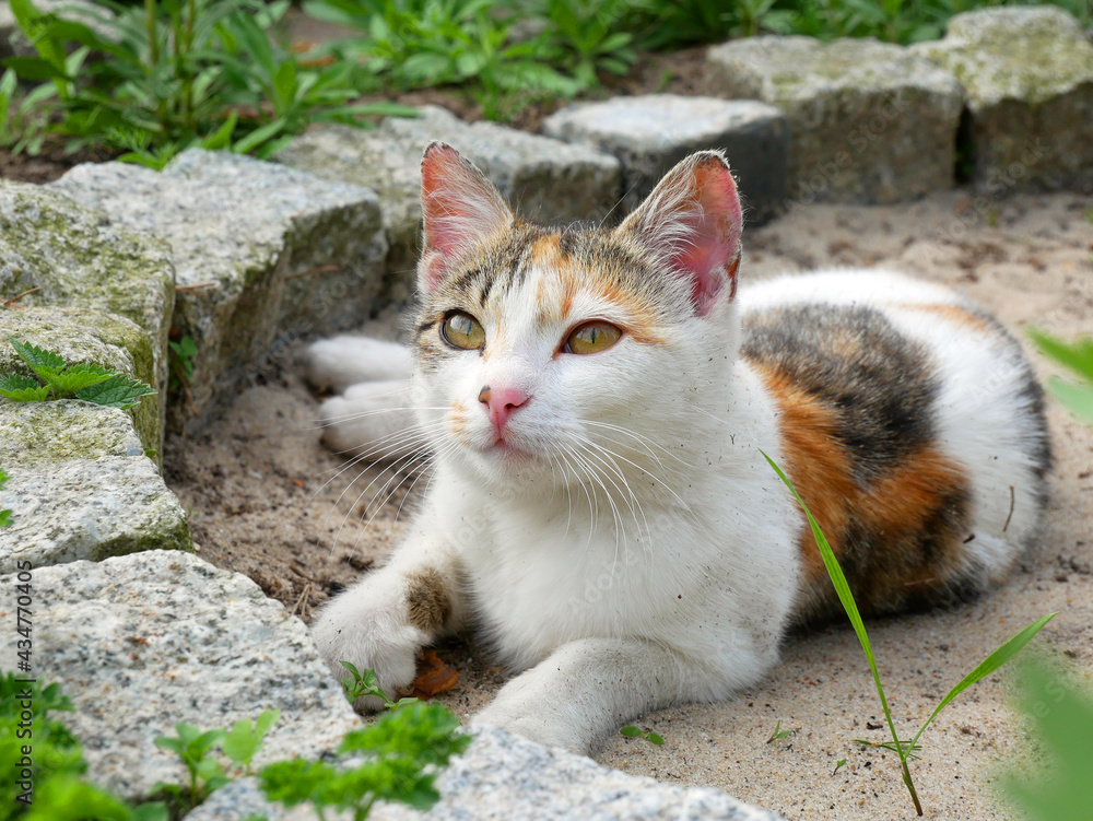 Little kitten playing in the sand among the herbs. A home garden full of greenery. Little kitten playing in the sand among the herbs. A home garden full of greenery.