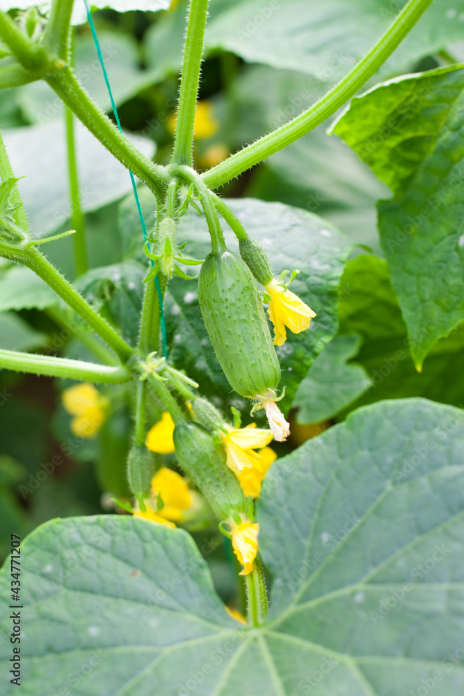 Obraz premium Cucumber