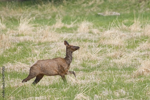 Fototapeta Naklejka Na Ścianę i Meble -  Young elk in a field.