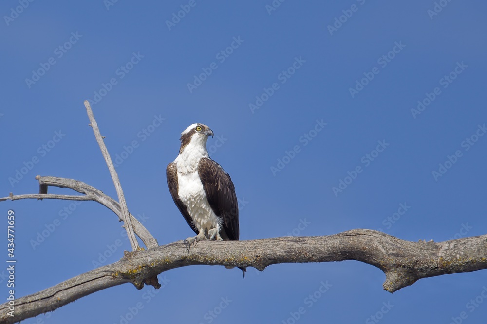 Osprey perched on a large branch. Osprey perched on a large branch.