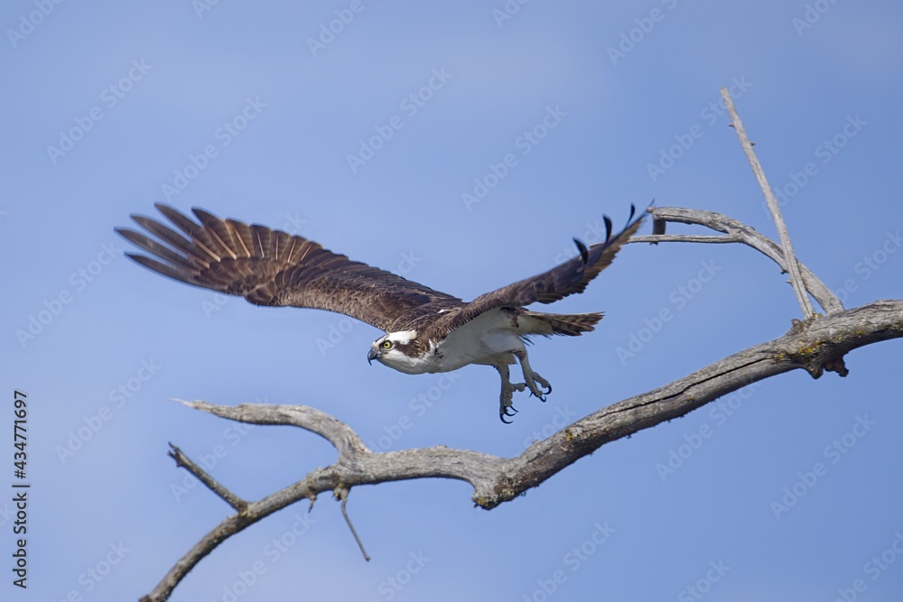 Osprey flies from branch.