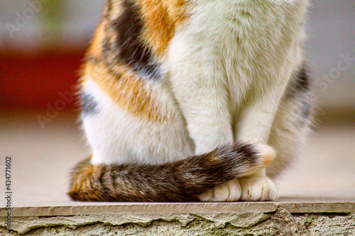 cat in a coat