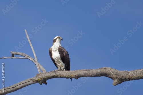 Osprey perched on a large branch.