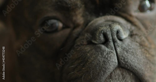 portrait of a dog french bulldog breed, cute animal looking at camera, man's best friend and partner, trained dog
