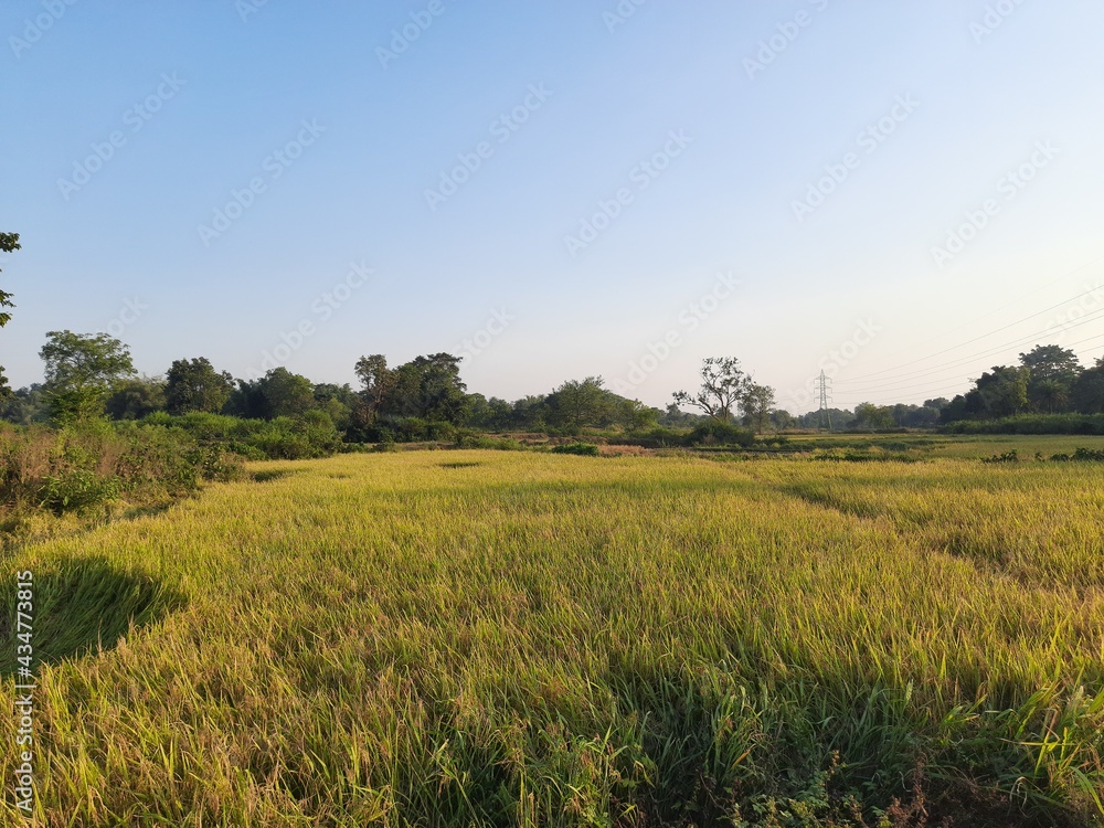 Golden Rice Field before Harvesting. Paddy, Organic Agriculture, Ears Of Rice In The Field. grain in paddy field concept. close up of golden rice field. Water in  Paddy filed.