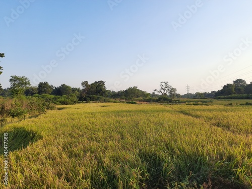 Golden Rice Field before Harvesting. Paddy, Organic Agriculture, Ears Of Rice In The Field. grain in paddy field concept. close up of golden rice field. Water in Paddy filed.