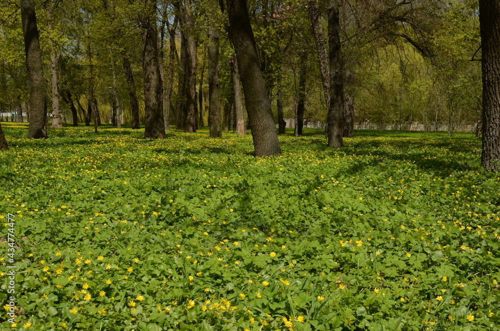 spring in the park spring in the park