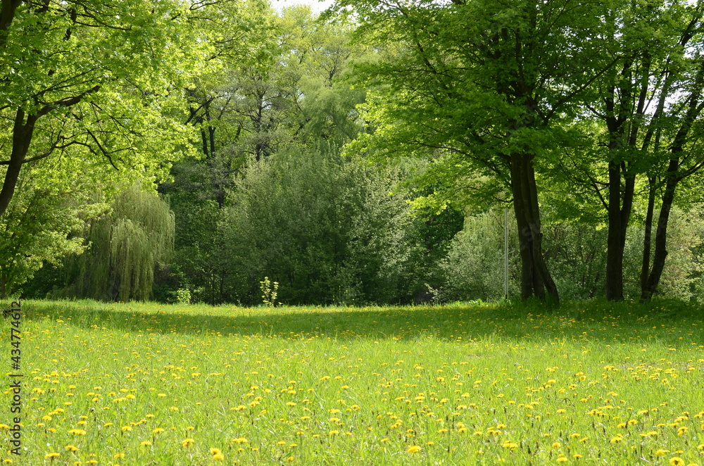 Obraz premium spring in the park