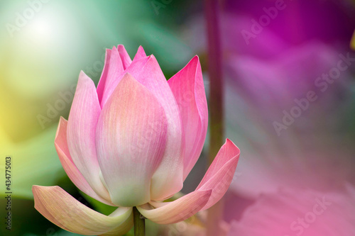 Pink lotus flower blooming in the pond.