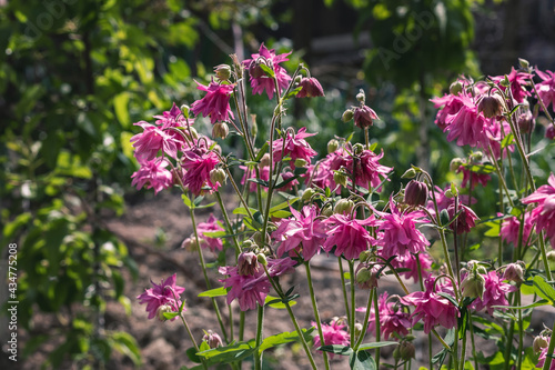 Beautiful decorative purple flowers bloom in the garden on a sunny day.