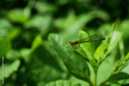 dragonfly on a green leaf © Tongsai Tongjan