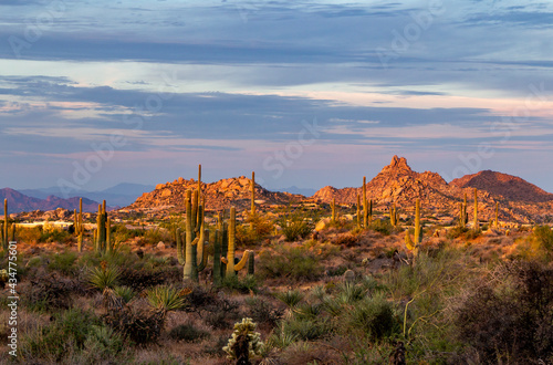 Wall Mural Morning Landscape With Cactus  & Pinnacle Peak In Scottsdale, AZ