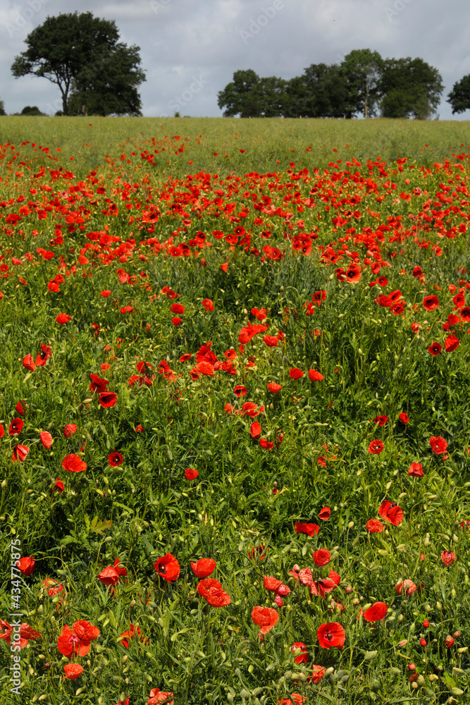 Poppies in Normandy, France.