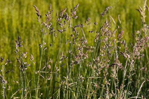 Wild grass in Eure, France