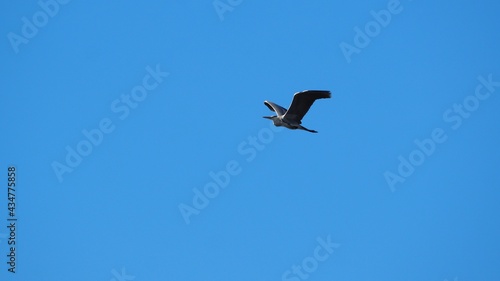 garza real volando sobre los campos de mollerussa, pico largo color amarillo, plumaje de tonos grisáceos, lérida, españa, europa