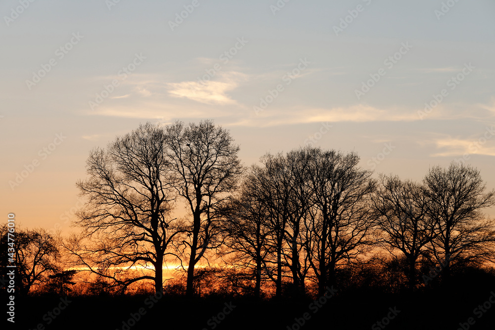 Trees at dusk in Eure, France