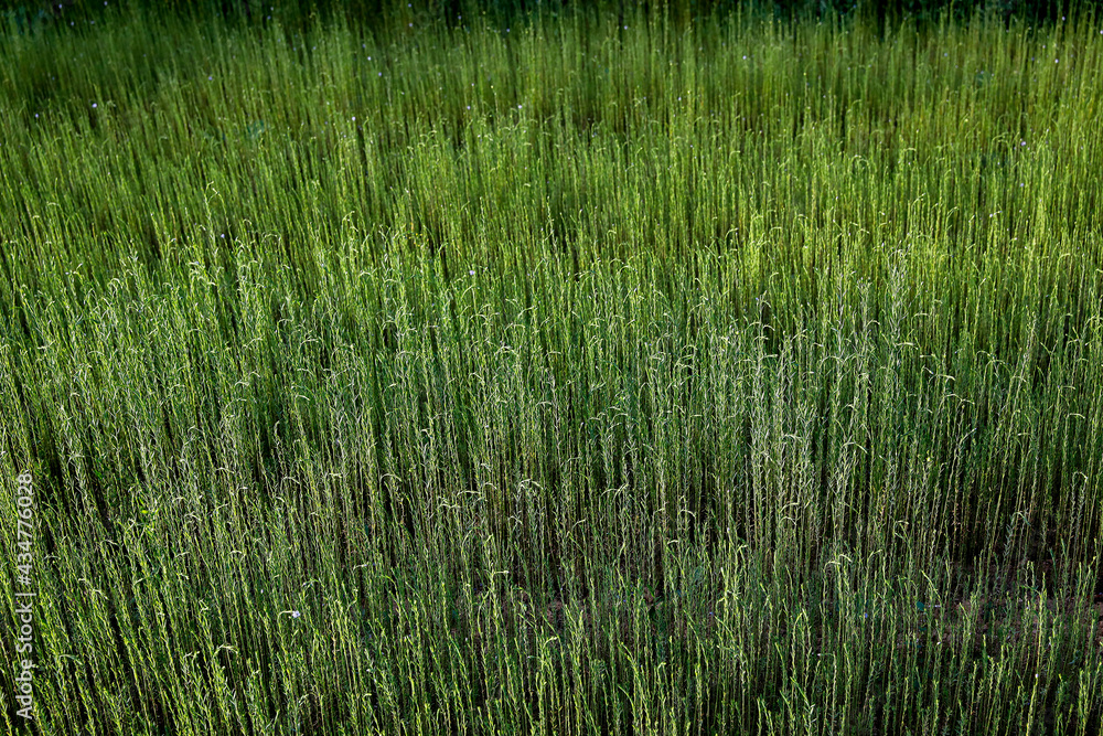 Flax field in Eure, France Flax field in Eure, France
