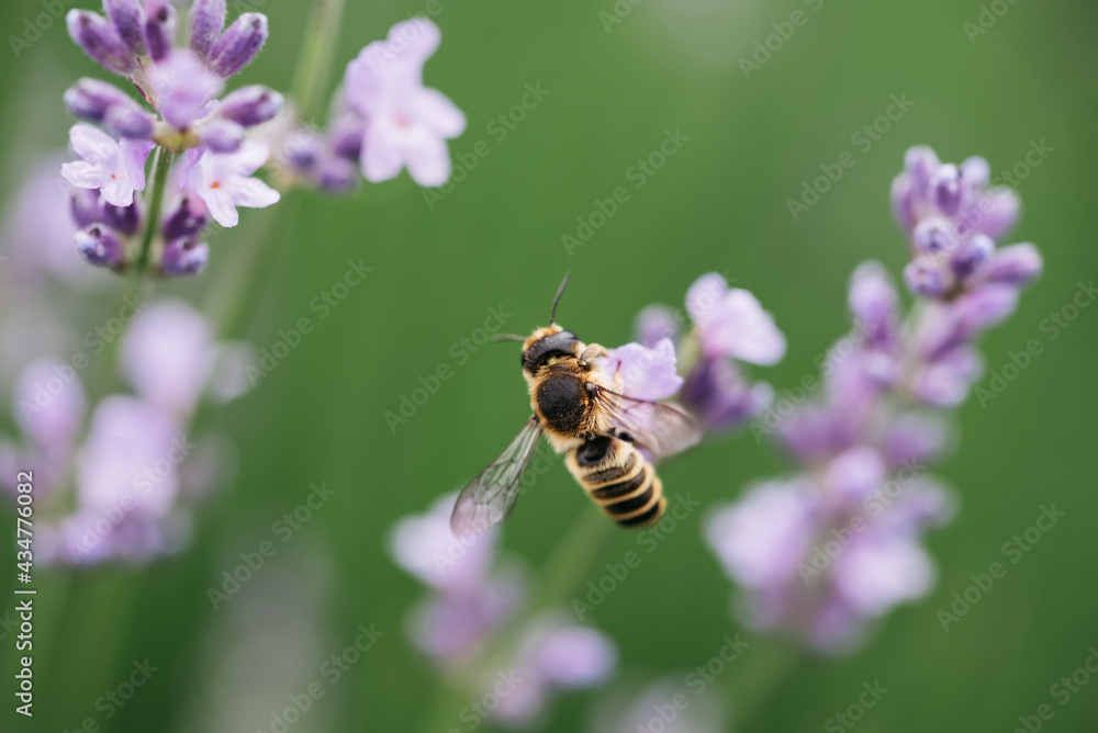 Pollination with bee and lavender with sunshine, sunny lavender. Pollination with bee and lavender with sunshine, sunny lavender.