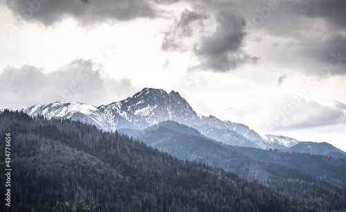 incredible view of the mighty snow-capped mountains  incredible wildlife