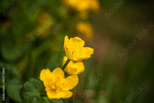 beautiful yellow flowers in the mountainous area, incredible wildlife