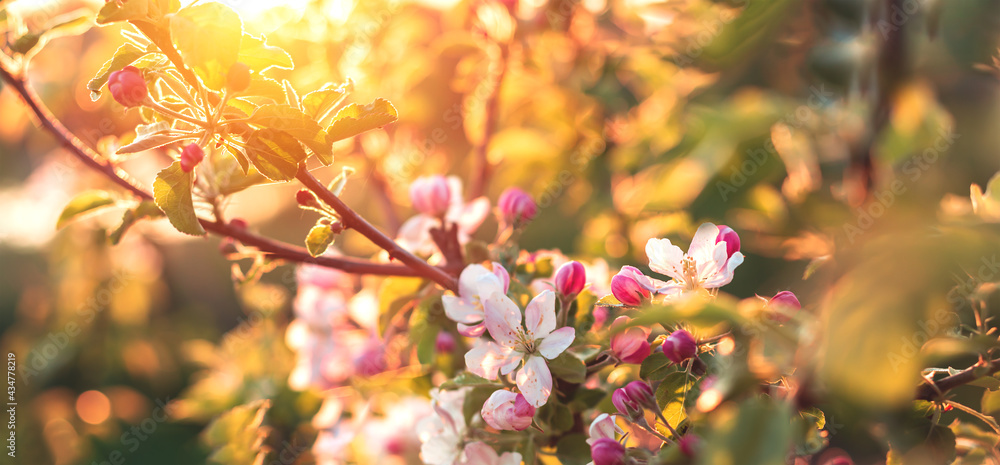 Blooming fruit tree in the garden at sunset background