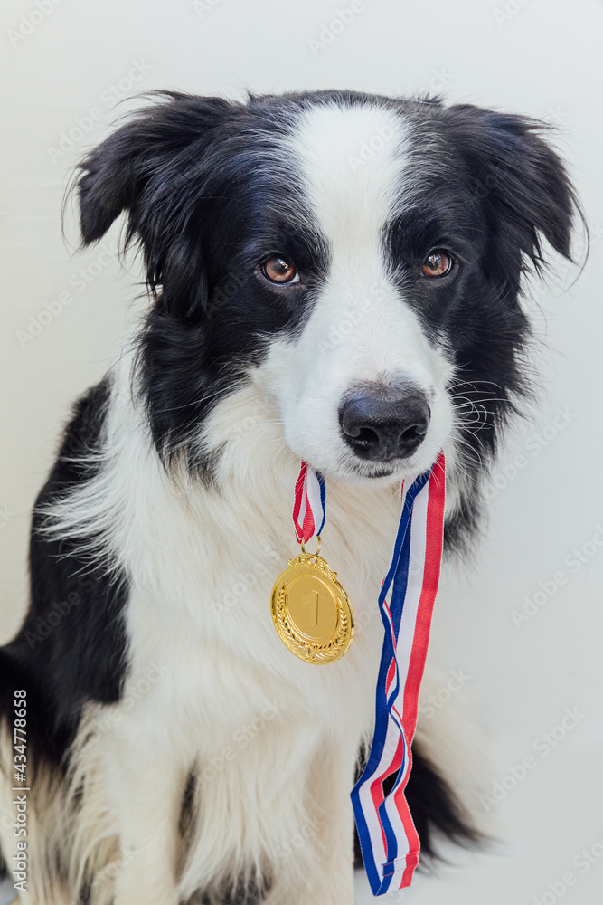 Puppy dog border collie holding winner or champion gold trophy medal in mouth isolated on white background. Winner champion funny dog. Victory first place of competition. Winning or success concept. Puppy dog border collie holding winner or champion gold trophy medal in mouth isolated on white background. Winner champion funny dog. Victory first place of competition. Winning or success concept.