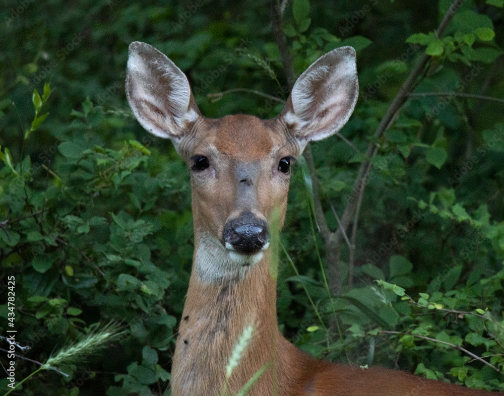 Doe in the woods