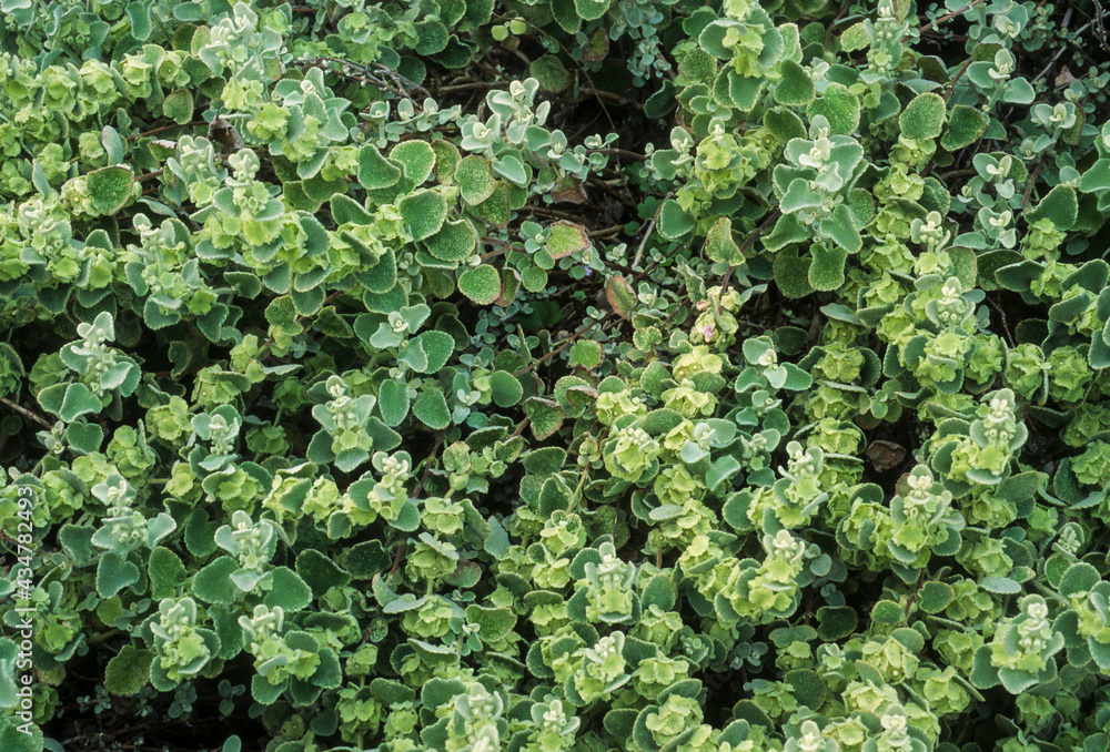 Cancan, Acalypha wilkesiana Cancan, Acalypha wilkesiana