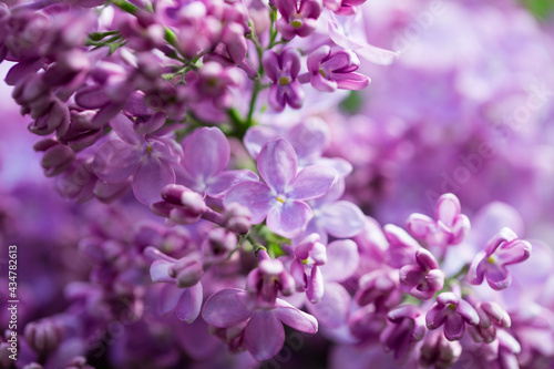 Lilac flowers. Beautiful spring background of flowering lilac. Selective soft focus, shallow depth of field. Purple lilac © Alwih