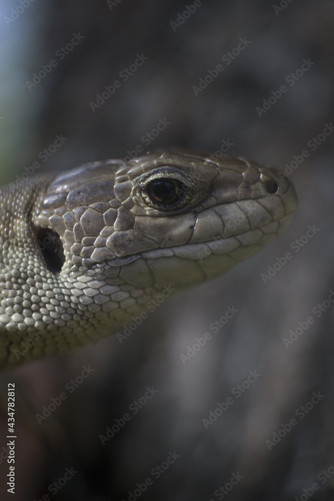 Lacerta agilis. Lizard in macro shot. Lacerta agilis. Lizard in macro shot.