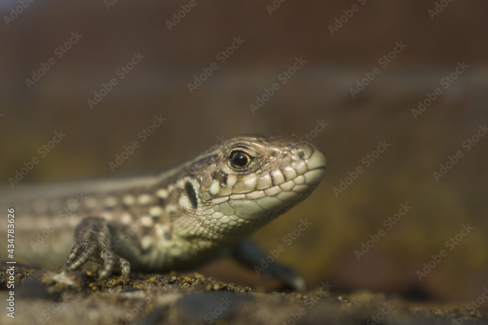Lacerta agilis. Lizard in macro shot. Lacerta agilis. Lizard in macro shot.