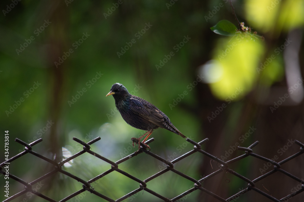 Fototapeta premium A starling sits on a fence near a fruit tree on a sunny day.