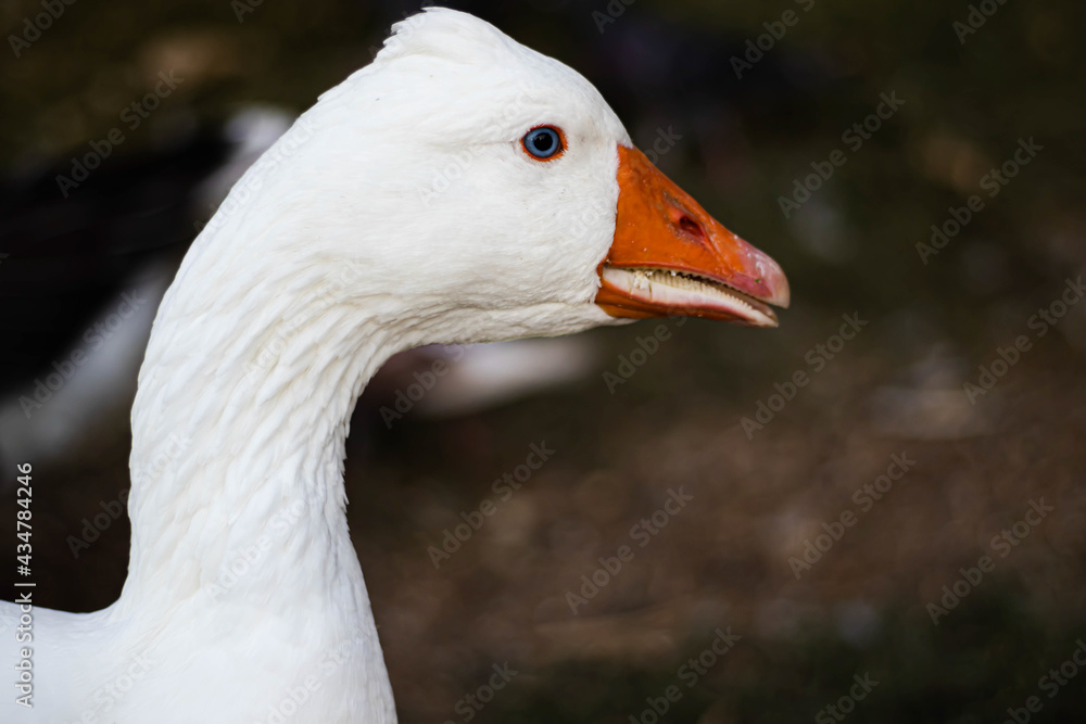 white goose portrait white goose portrait