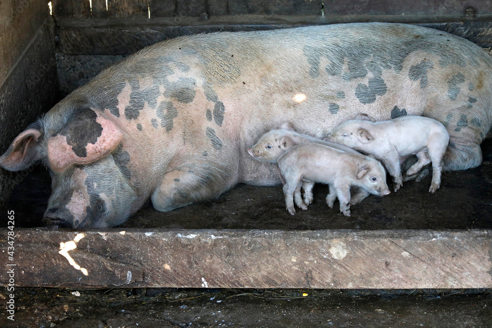 Sow and piglets in Osmaci, Bosnia & Herzegovina Sow and piglets in Osmaci, Bosnia & Herzegovina