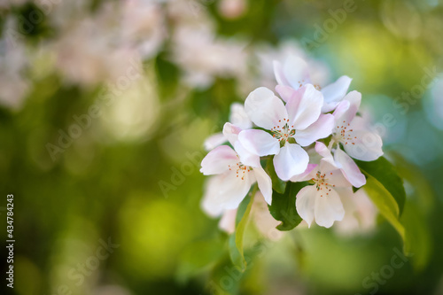 Blooming quince branch close-up on a blurred background  spring flowers and buds  April 