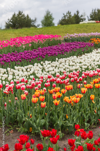 red and white tulips