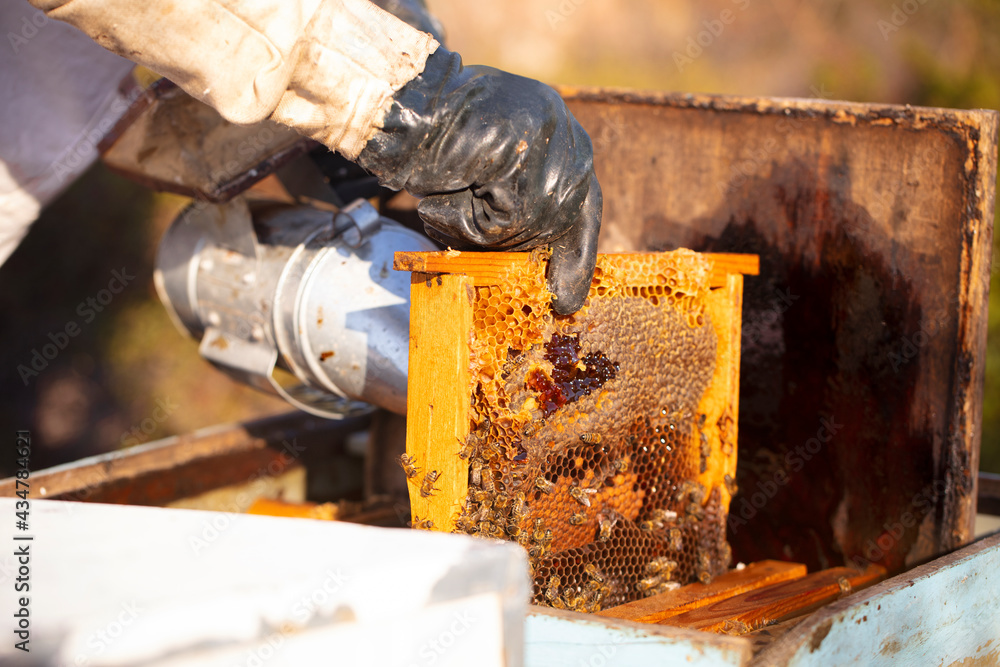 Bee keeper removing rack outside of hive. organic honey and beekeeping concept	