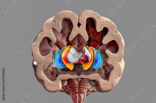 Human brain anatomy, basal ganglia, 3D illustration photo