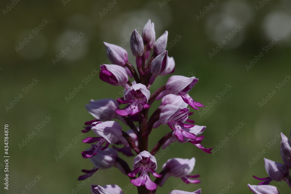 Orchis Militaris - Purple orchid on a Meadow. Rare, endangered species. Orchis Militaris - Purple orchid on a Meadow. Rare, endangered species.