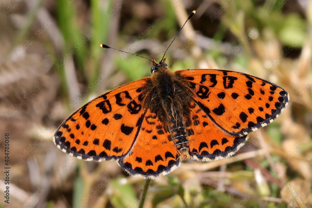 Obraz premium papillon mélitée orangée Melitaea didyma