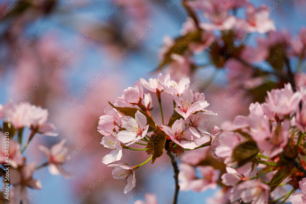 Pink blooming cherry flowers in the garden. Beautiful floral summer background. Copy space Pink blooming cherry flowers in the garden. Beautiful floral summer background. Copy space